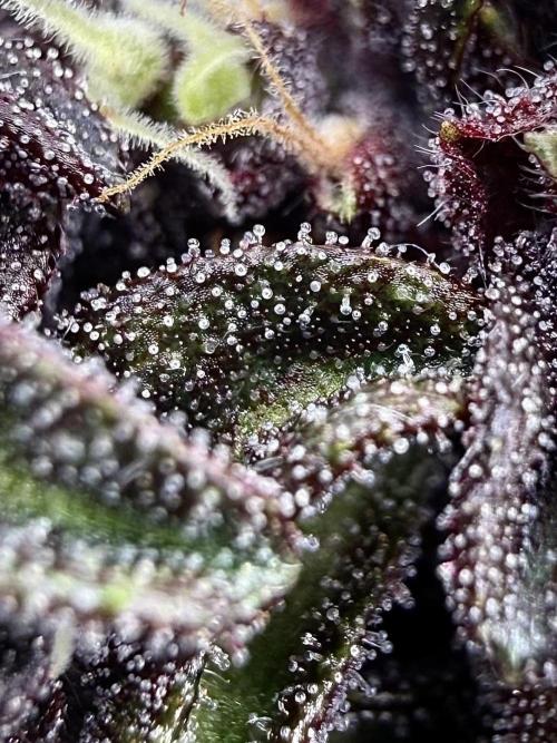 F2 Purple Auto Freak Hunt 400+seeds. Week 12