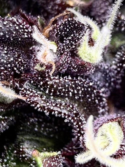F2 Purple Auto Freak Hunt 400+seeds. Week 12