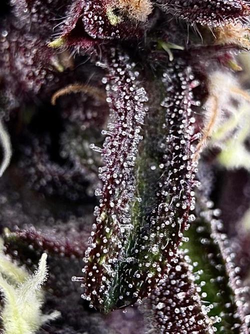 F2 Purple Auto Freak Hunt 400+seeds. Week 12
