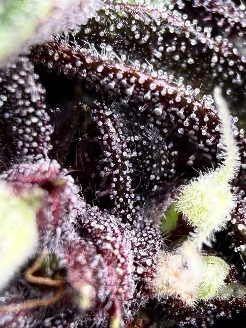 F2 Purple Auto Freak Hunt 400+seeds. Week 12