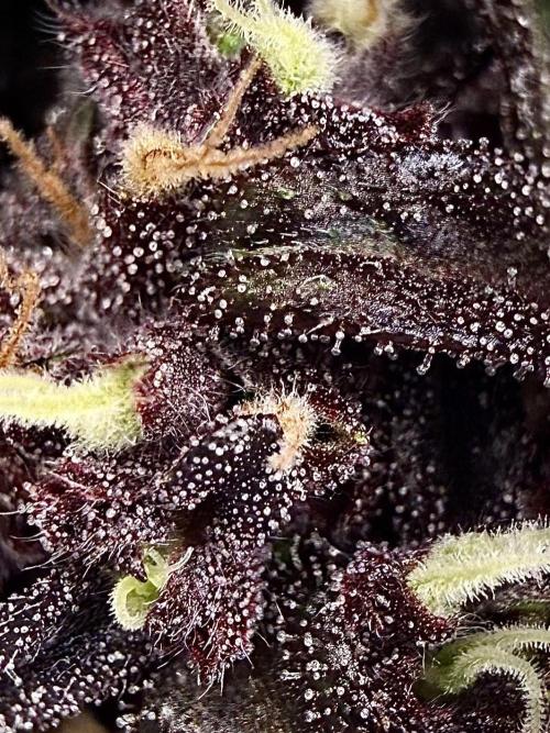 F2 Purple Auto Freak Hunt 400+seeds. Week 12