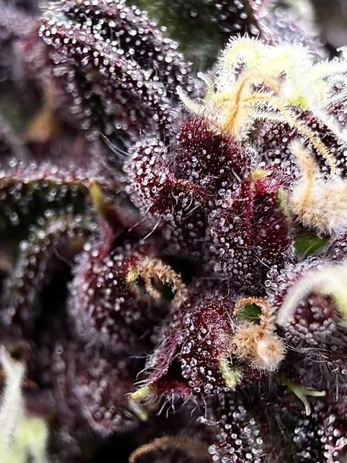 F2 Purple Auto Freak Hunt 400+seeds. Week 12