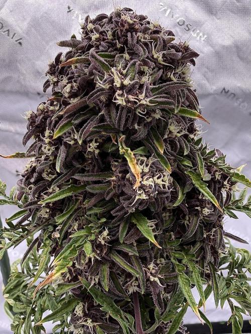 F2 Purple Auto Freak Hunt 400+seeds. Week 12