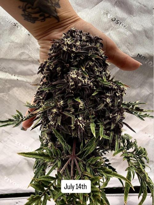 F2 Purple Auto Freak Hunt 400+seeds. Week 13