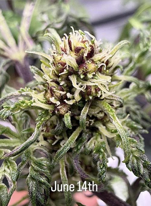 F2 Purple Auto Freak Hunt 400+seeds. Week 13