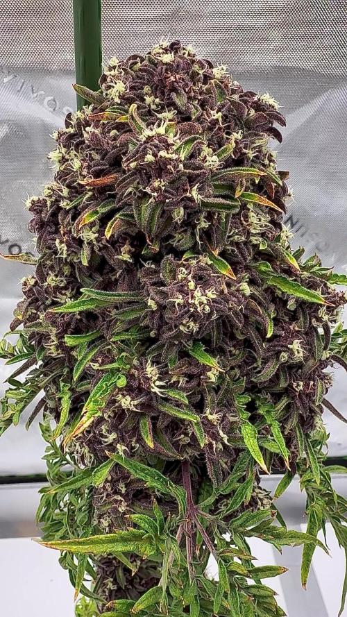 F2 Purple Auto Freak Hunt 400+seeds