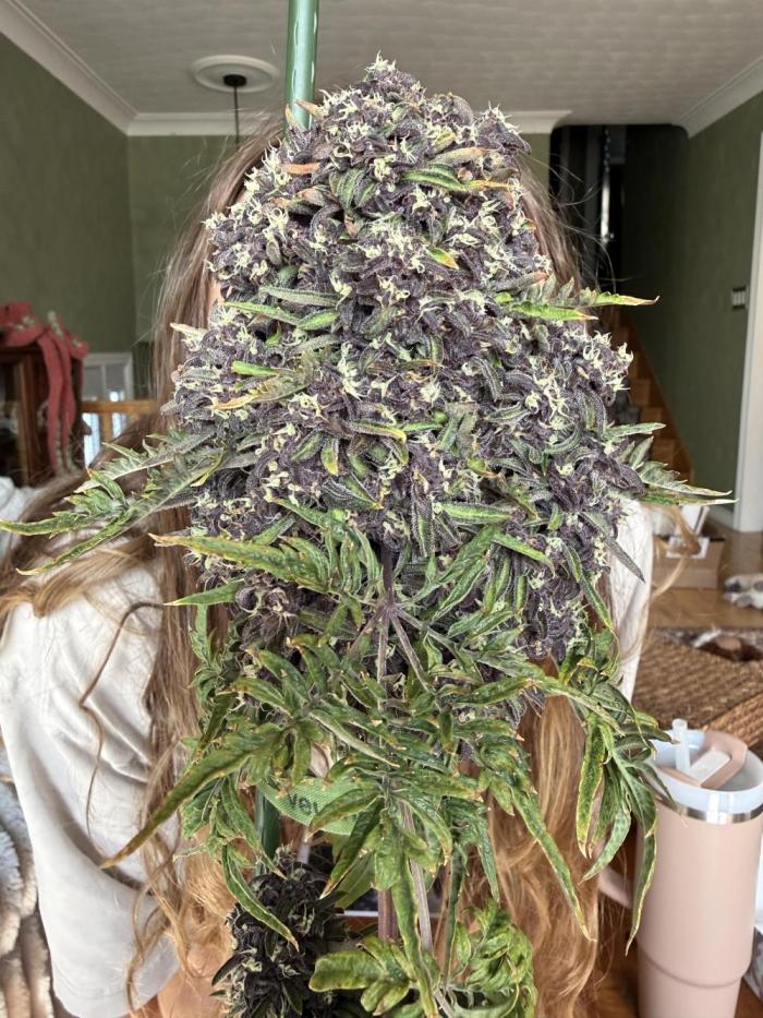 F2 Purple Auto Freak Hunt 400+seeds. Week 15
