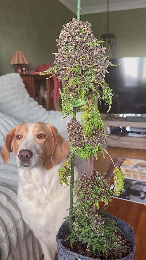 F2 Purple Auto Freak Hunt 400+seeds