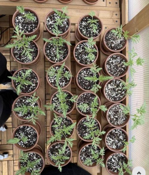 F2 Purple Auto Freak Hunt 400+seeds. Week 16