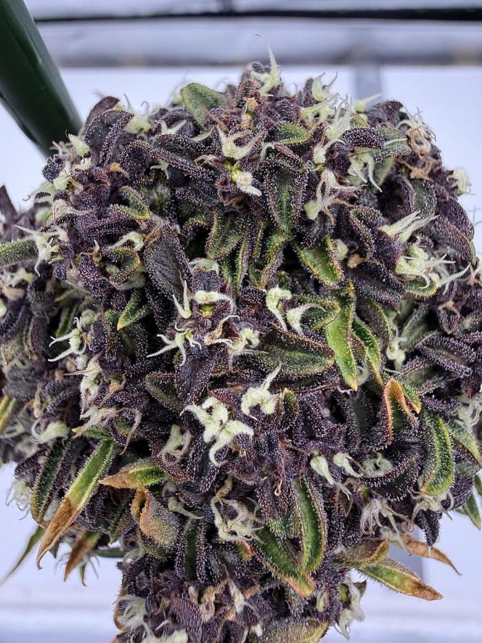 F2 Purple Auto Freak Hunt 400+seeds. Week 17