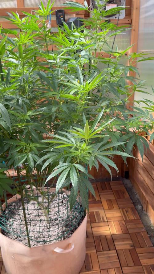 Alladin Kush