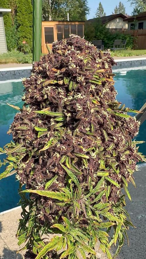 F2 Purple Auto Freak Hunt 400+seeds