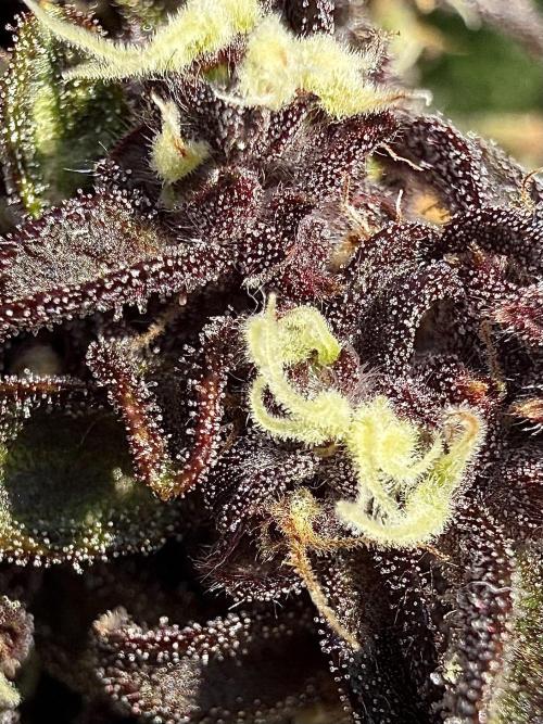 F2 Purple Auto Freak Hunt 400+seeds. Week 18