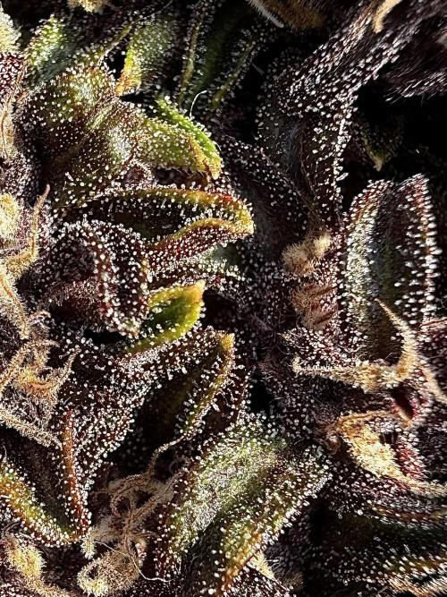 F2 Purple Auto Freak Hunt 400+seeds. Week 18