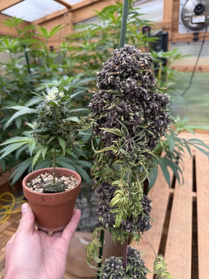 F2 Purple Auto Freak Hunt 400+seeds. Week 19