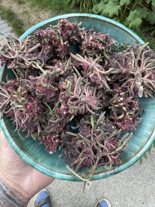 F2 Purple Auto Freak Hunt 400+seeds. Week 20