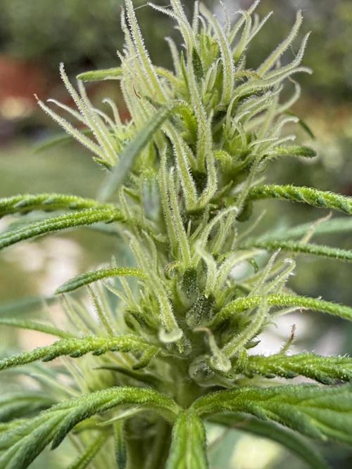 Hokkaido x Siberian Ruderalis F1. Week 2
