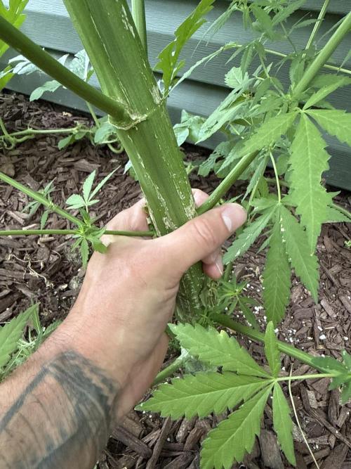 Hokkaido x Siberian Ruderalis F1. Week 2