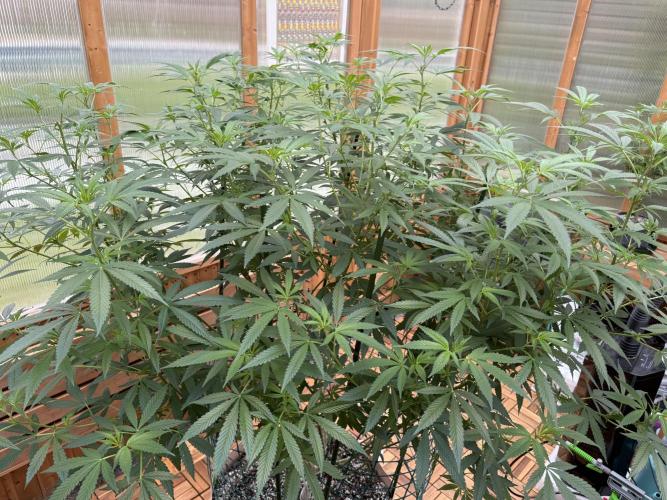 Alladin Kush. Week 16