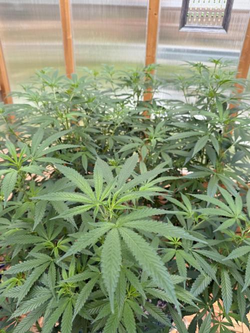 Alladin Kush. Week 16