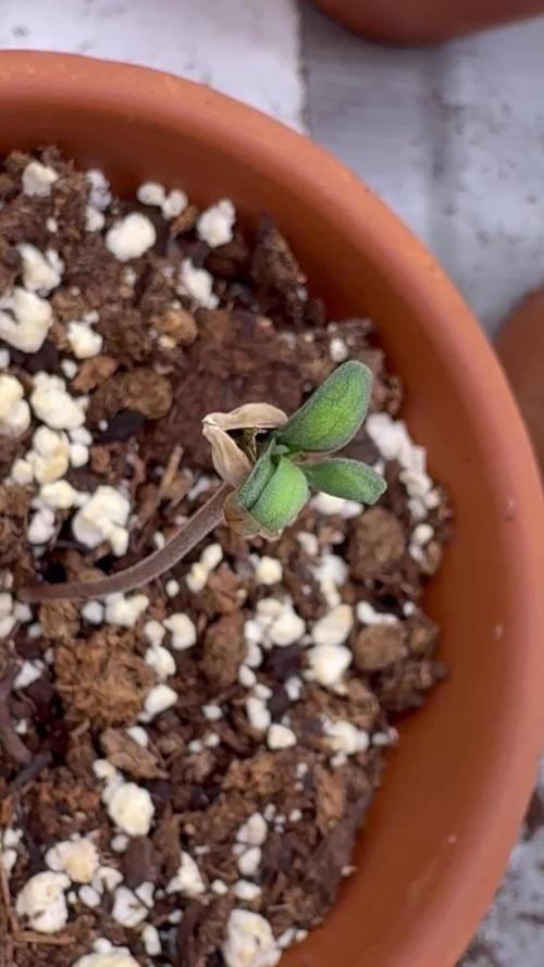 F3 Purple Auto Freak - Frumplepuff’s