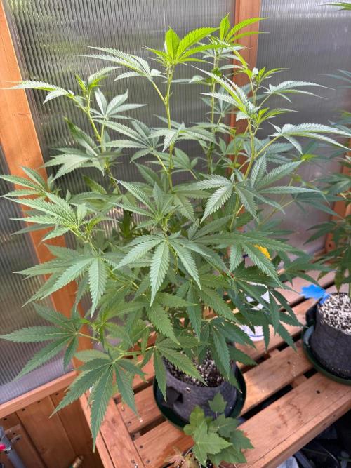 Mule Fuel. Week 1