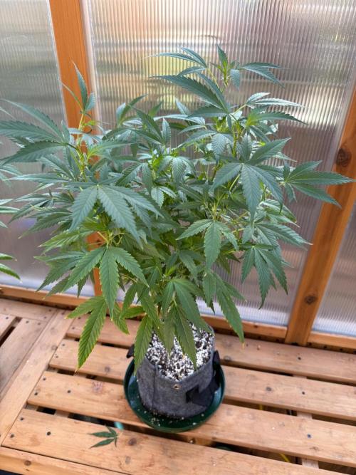 Cadillac Rainbowz. Week 1