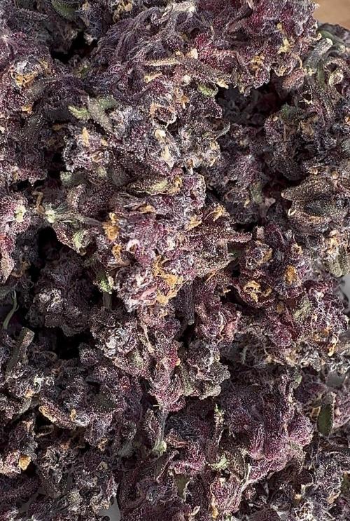 F2 Purple Auto Freak Hunt 400+seeds. Week 22