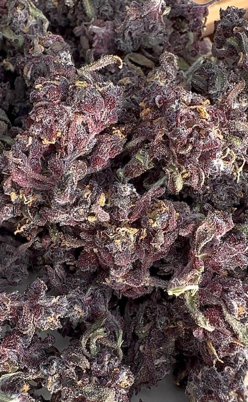 F2 Purple Auto Freak Hunt 400+seeds. Week 22