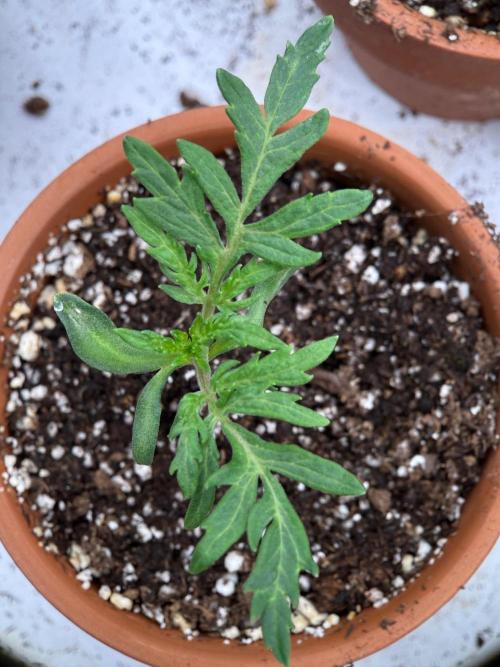 F3 Purple Auto Freak - Frumplepuff’s. Week 2