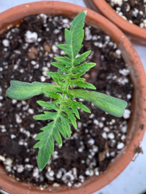 F3 Purple Auto Freak - Frumplepuff’s. Week 2