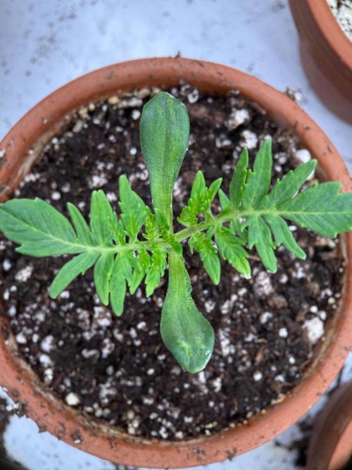 F3 Purple Auto Freak - Frumplepuff’s. Week 2