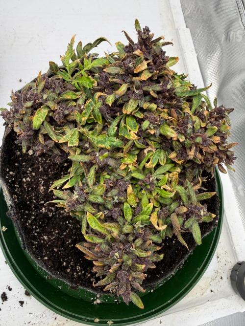 F2 Purple Auto Freak Hunt 400+seeds. Week 21