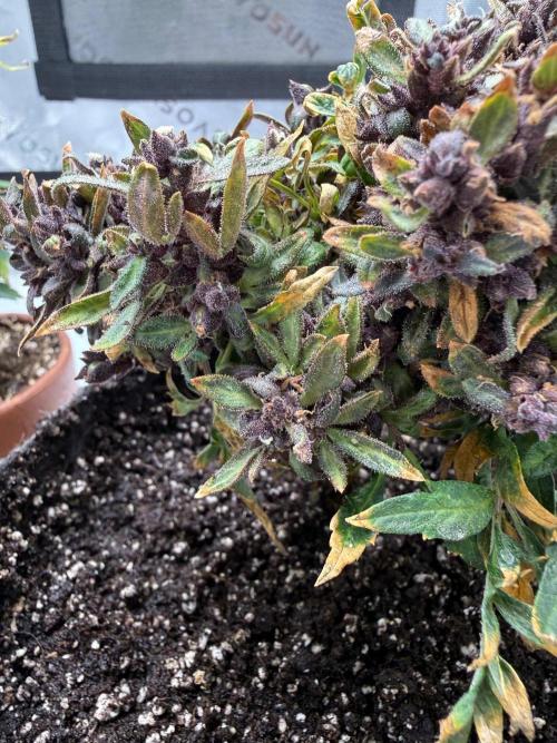 F2 Purple Auto Freak Hunt 400+seeds. Week 21