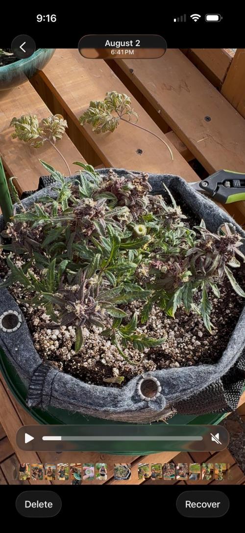 F2 Purple Auto Freak Hunt 400+seeds. Week 21