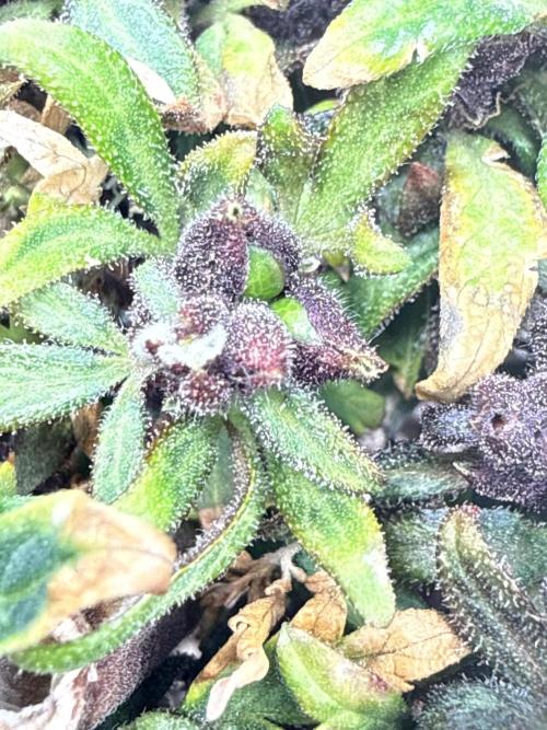 F2 Purple Auto Freak Hunt 400+seeds. Week 21