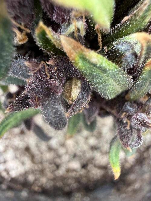 F2 Purple Auto Freak Hunt 400+seeds. Week 22