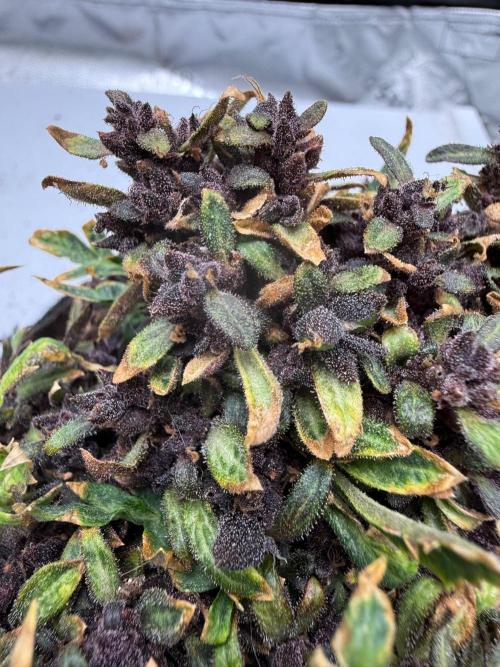 F2 Purple Auto Freak Hunt 400+seeds. Week 22