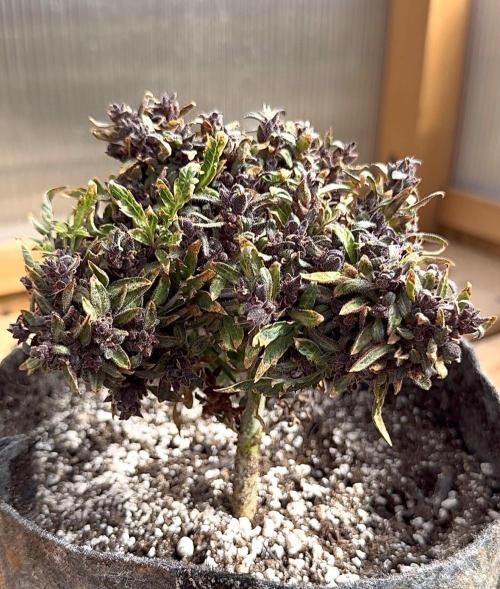 F2 Purple Auto Freak Hunt 400+seeds. Week 23