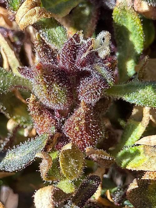 F2 Purple Auto Freak Hunt 400+seeds. Week 23
