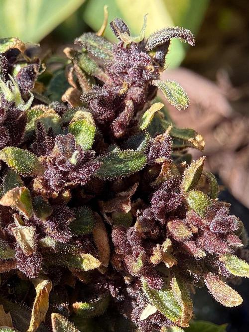 F2 Purple Auto Freak Hunt 400+seeds. Week 23