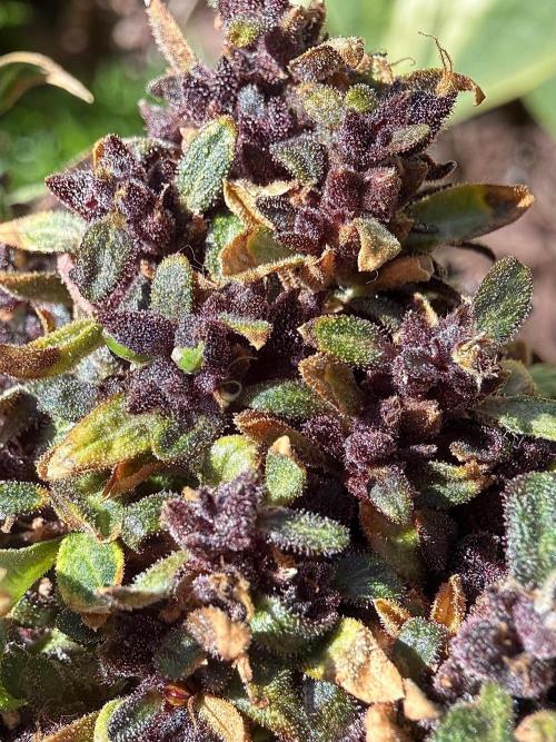 F2 Purple Auto Freak Hunt 400+seeds. Week 23