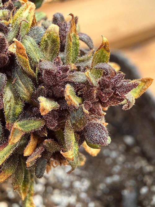 F2 Purple Auto Freak Hunt 400+seeds. Week 23