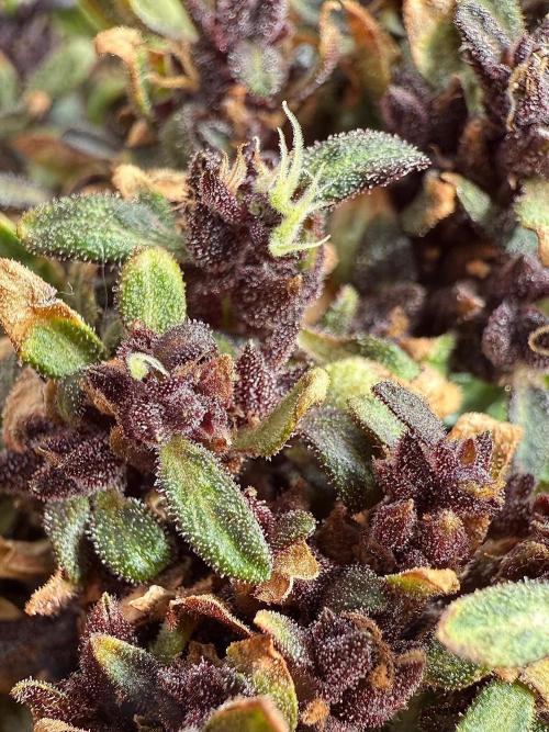 F2 Purple Auto Freak Hunt 400+seeds. Week 23