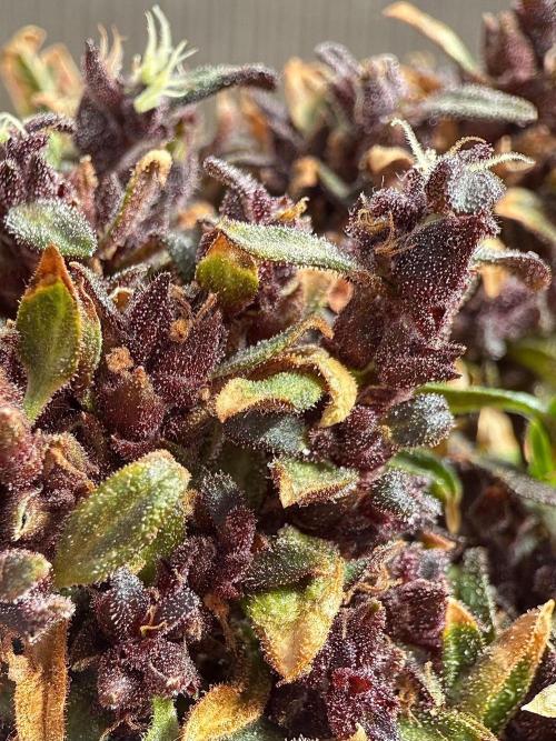 F2 Purple Auto Freak Hunt 400+seeds. Week 23