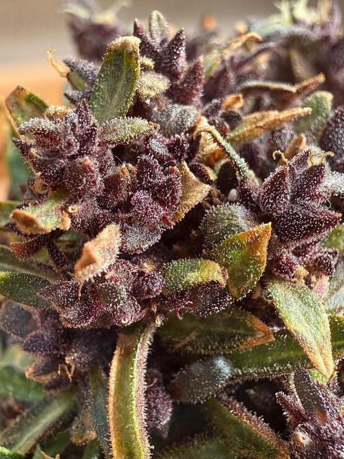 F2 Purple Auto Freak Hunt 400+seeds. Week 23