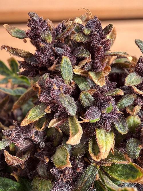 F2 Purple Auto Freak Hunt 400+seeds. Week 23