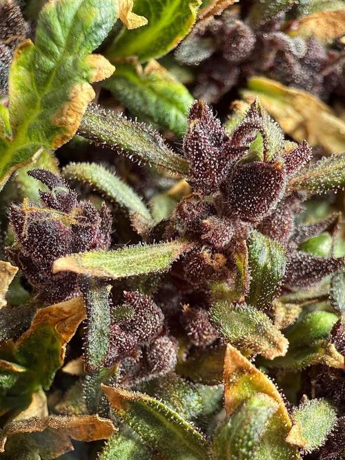 F2 Purple Auto Freak Hunt 400+seeds. Week 23