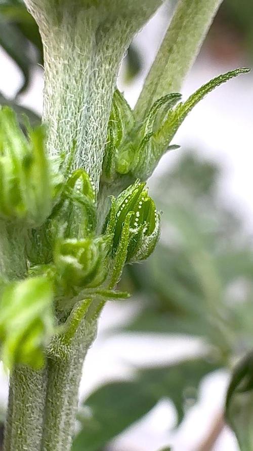 F3 Purple Auto Freak - Frumplepuff’s. Week 4