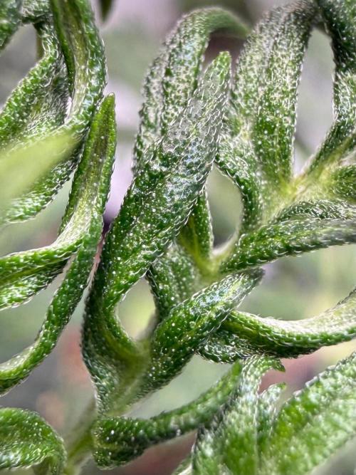 F3 Purple Auto Freak - Frumplepuff’s. Week 4